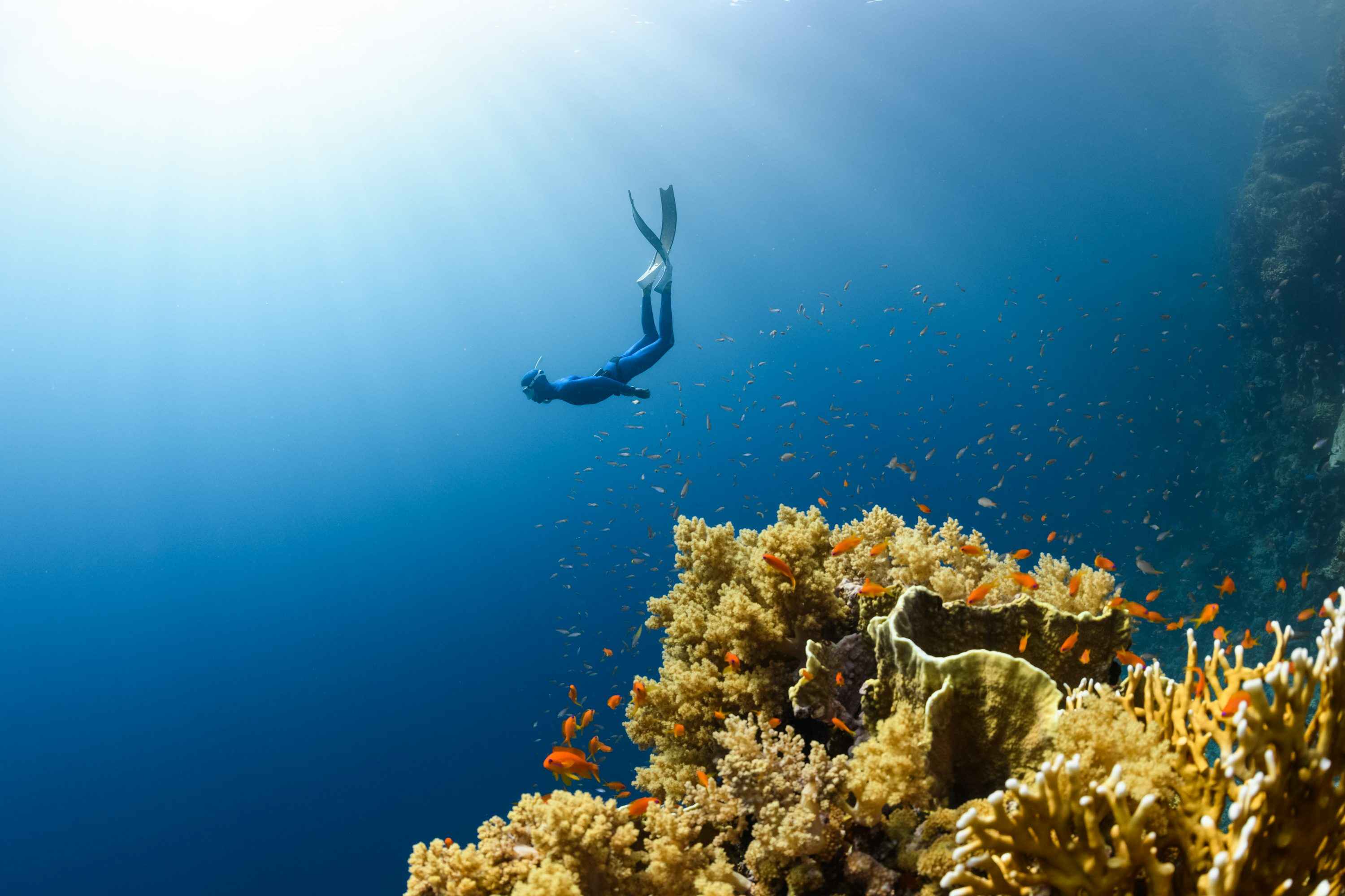 a person swimming over a coral reef in the ocean