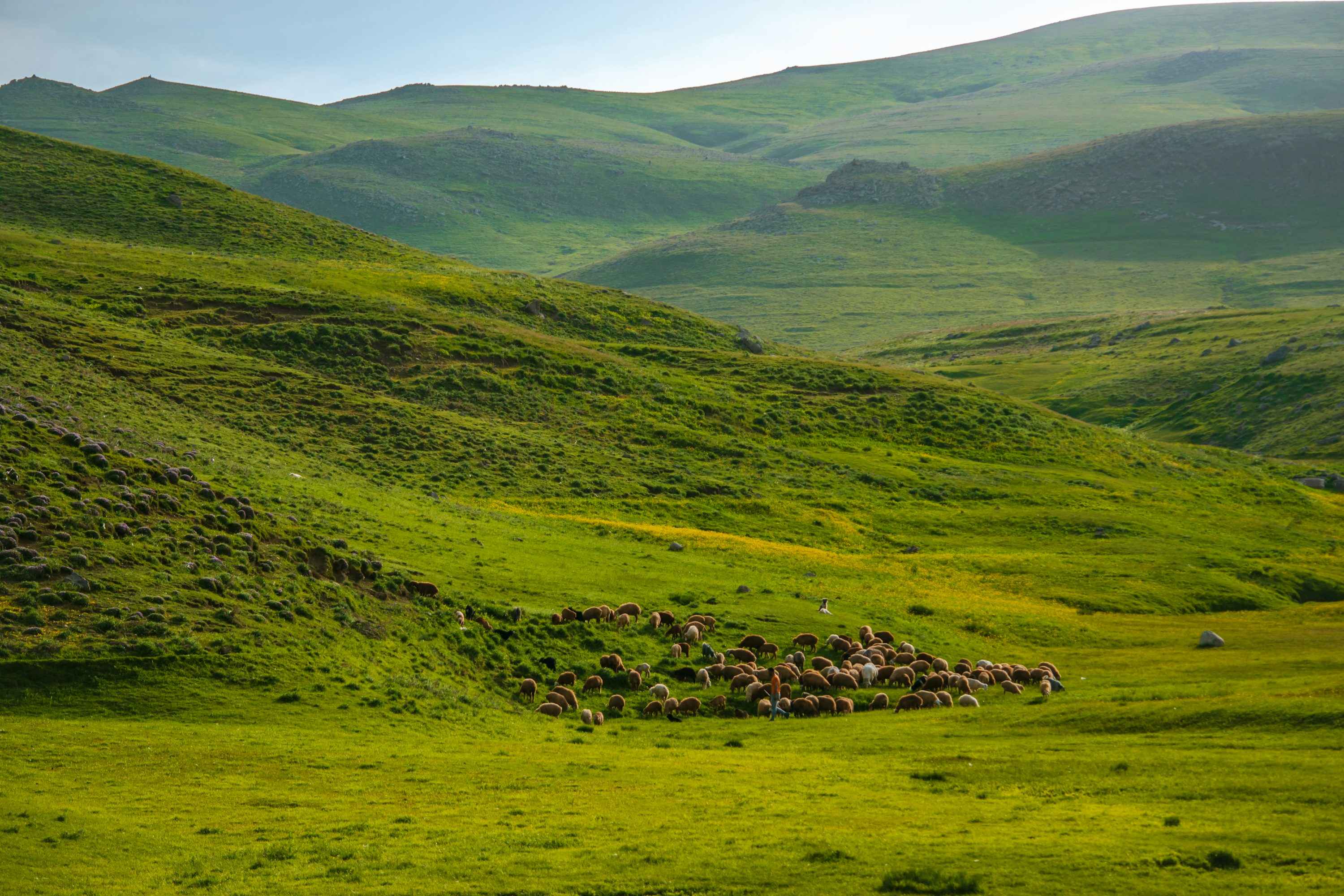 a herd of sheep grazing on a lush green hillside